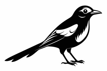 mockingbird silhouette line art vector illustration with a white background
