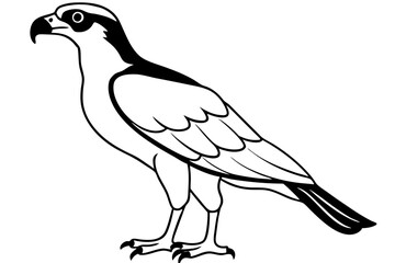 osprey silhouette line art vector illustration with a white background