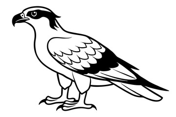 osprey silhouette line art vector illustration with a white background