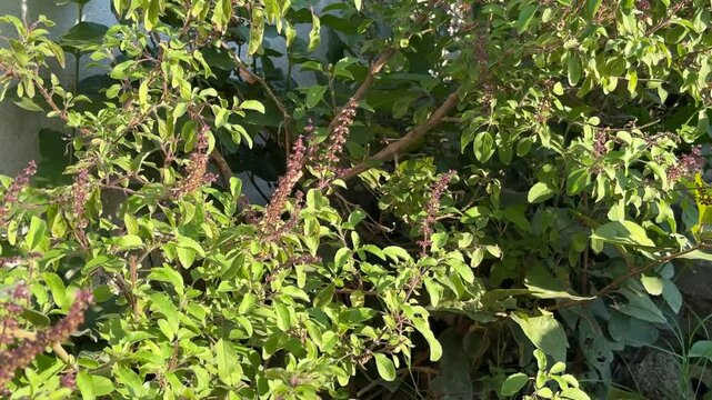 Sun shining on the plant of Holy basil, Ocimum tenuiflorum commonly known as holy basil or Tulsi, is an aromatic plant It is native to the Indian subcontinent and has a religious significance