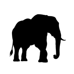 African elephant silhouette –  vector illustration