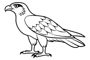 osprey silhouette line art vector illustration with a white background