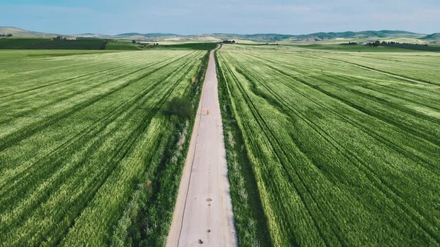 Aerial view of a lone road cutting through vast, vibrant green agricultural fields.