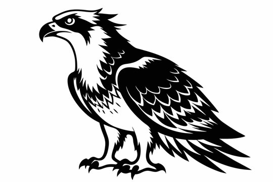 osprey silhouette line art vector illustration with a white background