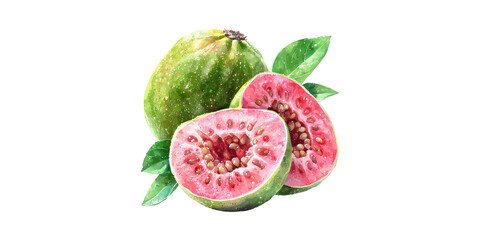 Watercolor Illustration Of Fresh Guava With Leaves. Vibrant Tropical Fruit Art Isolated On Transparent Background
