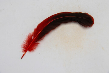 Red feathers, black feathers, feather pens, pheasant feathers, eagle feathers, flamingo feathers, ostrich feathers, wild duck feathers, crow feathers, peacock feathers, lark feathers, phoenix feathers