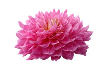 Pink Dahlia Flower Blossom Close-up Isolated