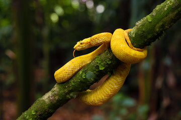 Bothriechis schlegelii, known commonly as the highland eyelash-pitviper or Schlegel's eyelash-pitviper, portrait. Portrait of a poisonous yellow snake.