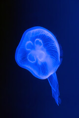 Aurelia aurita, also called the common jellyfish, moon jellyfish, moon or saucer jelly on a dark background illuminated by blue light.