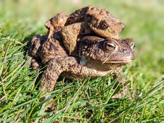 toad in the grass