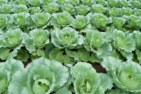 キャベツ畑と規則的な葉の広がり｜Cabbage Field with Uniform Green Leaves