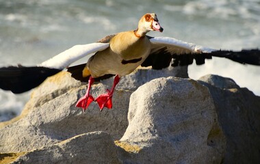 Egyptian Goose at Rocky ocean area