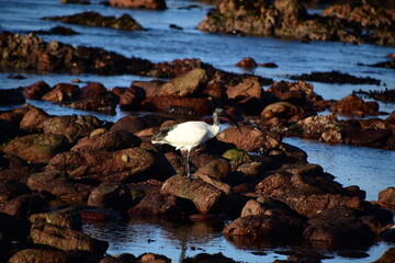Graceful African sacred ibis Threskiornis aethiopicus at Rocky ocean areas during sunset 