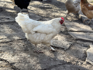 chickens in the garden