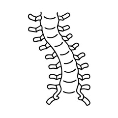 flexible spine icon, flexible spine line art - simple line art of flexible spine, perfect for flexible spine logos and icons