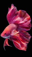Fototapeta premium Red Siamese Betta Fish on Black Background