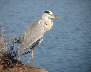 Graceful Heron Standing Along a Serene Waterfront in A Natural Habitat