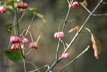 The fruits of a Spindle Tree, growing in the wild and in the deep forest. Blurred background