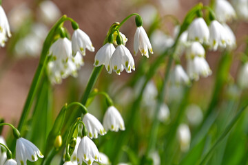 花盛りのスノーフレーク