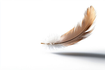 Obraz premium Isolated delicate floating feather with fine texture minimalist white background photography ethereal atmosphere close-up viewpoint concept of lightness and fragility