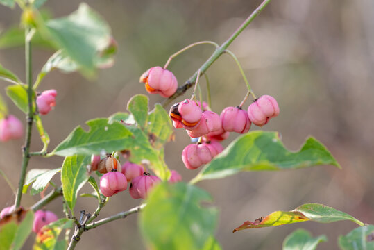 The fruits of a Spindle Tree, growing in the wild and in the deep forest. Blurred background