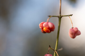 The fruits of a Spindle Tree, growing in the wild and in the deep forest. Blurred background