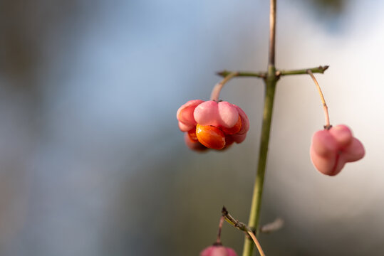 The fruits of a Spindle Tree, growing in the wild and in the deep forest. Blurred background