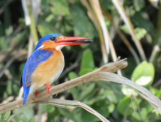 Vivid Blue And Orange Kingfisher Perched on a Natural Branch in the Wild