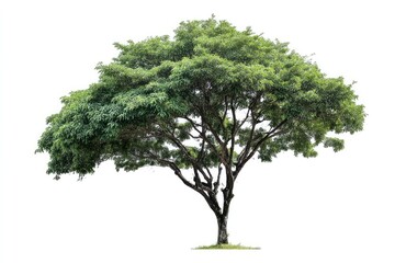 Fototapeta premium Isolated Tree with Green Leaves