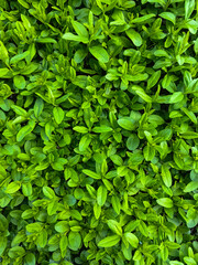 background of green plants with leaves