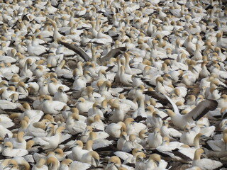 Photograph showcasing Northern Gannets with distinctive blue eyes and white plumage. Depicts their social behavior and habitat on a rocky coastal nesting ground