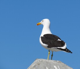 Lone Kelp gull Posing in Natural Habitat