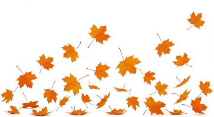 Scattered orange maple leaves falling on a white background in a studio shot for decoration use