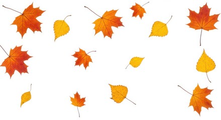 Scattered autumn leaves in shades of orange and yellow on a clean white background creating a fall vibe