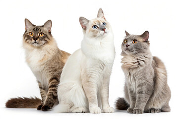 Obraz premium Calm Cat Resting on White Background 