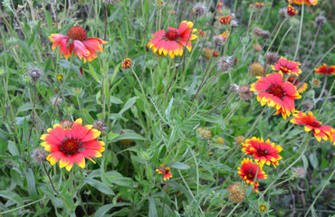 Vibrant blanket flowers in a sunny garden wallpaper gaillardia