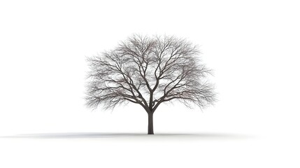 Obraz premium Dead Tree with Branches and Leaves on White Background in Minimal Style