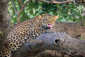 Indian leopard