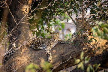Indian leopard
