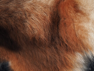 Siberian Husky fur texture close up for pet background.