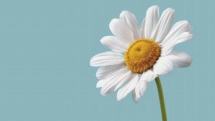 A close-up of a white daisy against a light blue background.