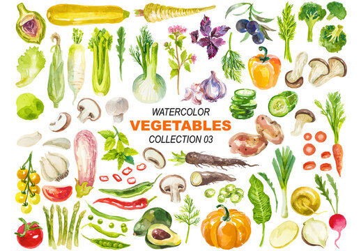 Vector watercolor painted vegetables clipart Hand drawn design elements isolated on white background