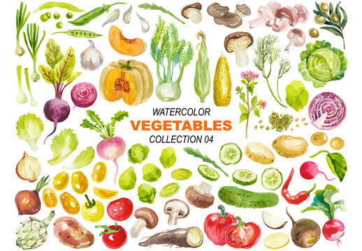 Vector watercolor painted vegetables clipart Hand drawn design elements isolated on white background