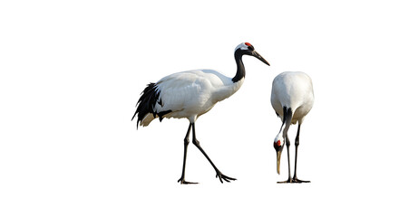 Obraz premium Red-crowned Crane: Stunning Birds on White Background