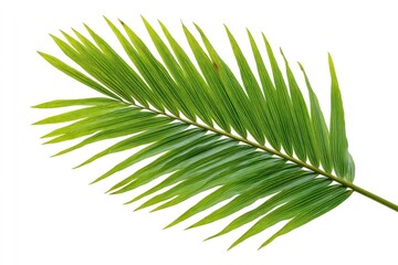 Green Palm Leaf on White Background