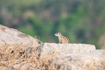 Indian three striped palm squirrel, Funambulus palmarum, chipmunk sitting on a rock, wildlife in India