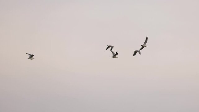 Red-Billed Gulls Soaring Over Ocean Grove Skies