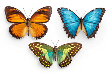 Obraz premium Butterfly Graphic on White Background 