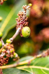 Mangifera indica pertenece a la familia Anacardiaceae.