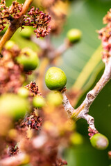 Mangifera indica pertenece a la familia Anacardiaceae.